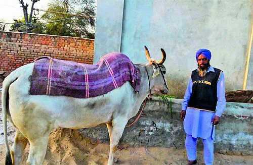 ਪਿੰਡ ਬਾਂਡੀ ‘ਚ ਅਗਿਆਤ ਬਿਮਾਰੀ ਨਾਲ ਇੱਕ ਦਰਜਨ ਪਸ਼ੂ ਮਰੇ