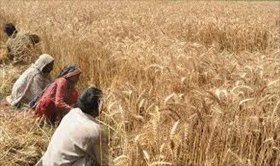 ਰੁੱਤ ਕਣਕਾਂ ਵੱਢਣ ਦੀ ਆਈ