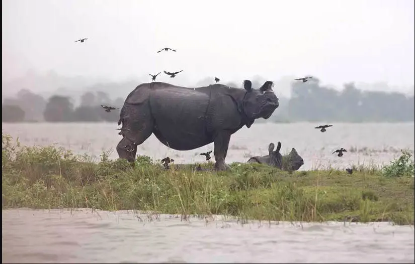 Kaziranga park