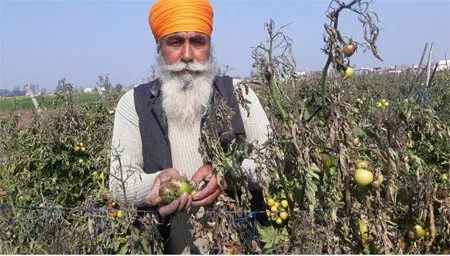 ਟਮਾਟਰਾਂ ਦੀ ਫ਼ਸਲ ਨੂੰ ਫਲੈਗ ਬਿਮਾਰੀ ਪੈਣ ਕਾਰਨ ਹੋਏ ਤਬਾਅ