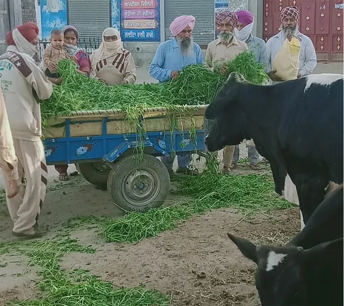 ਬੇਸਹਾਰਾ ਪਸ਼ੂਆਂ ਲਈ ਫਰਿਸ਼ਤੇ ਬਣ ਬਹੁੜੇ ਡੇਰਾ ਪ੍ਰੇਮੀ