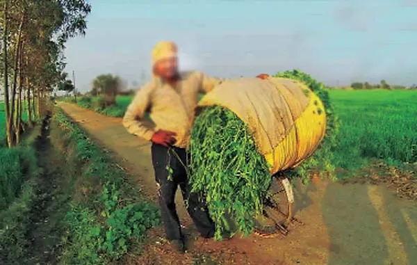 ਵੱਖਰਾ ਨਜ਼ਾਰਾ ਸੀ ਸਾਈਕਲ ‘ਤੇ ਪੱਠੇ ਲਿਆਉਣ ਦਾ
