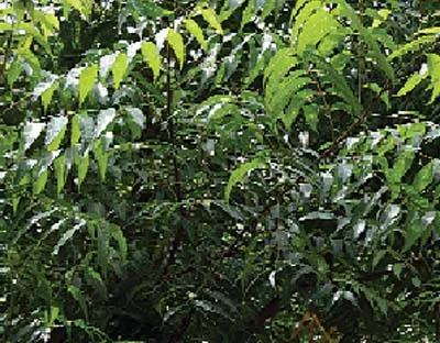 ਨਿੰਮ ਦੇ ਪੱਤੇ (Neem leaves)