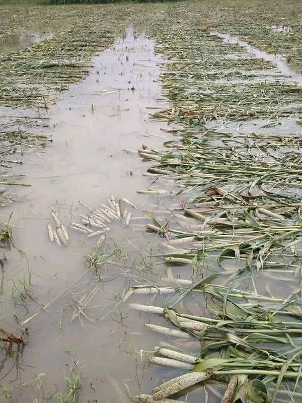 rain
