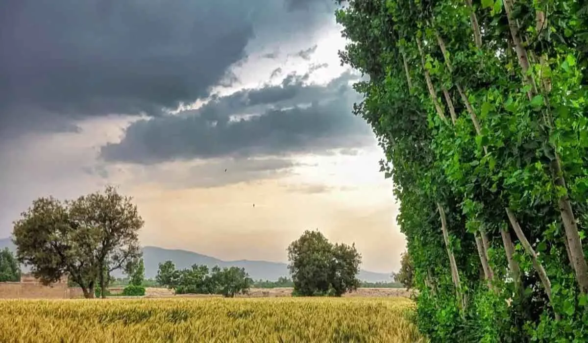 ਅਸਮਾਨ ‘ਚ ਮੰਡਰਾਏ ਬੱਦਲ; ਪੱਕਣ ‘ਤੇ ਆਈ ਕਣਕ ਦੀ ਫ਼ਸਲ ਨੂੰ ਲੈ ਕੇ ਕਿਸਾਨ ਚਿੰਤਤ