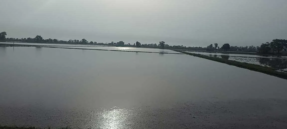 Whether Punjab