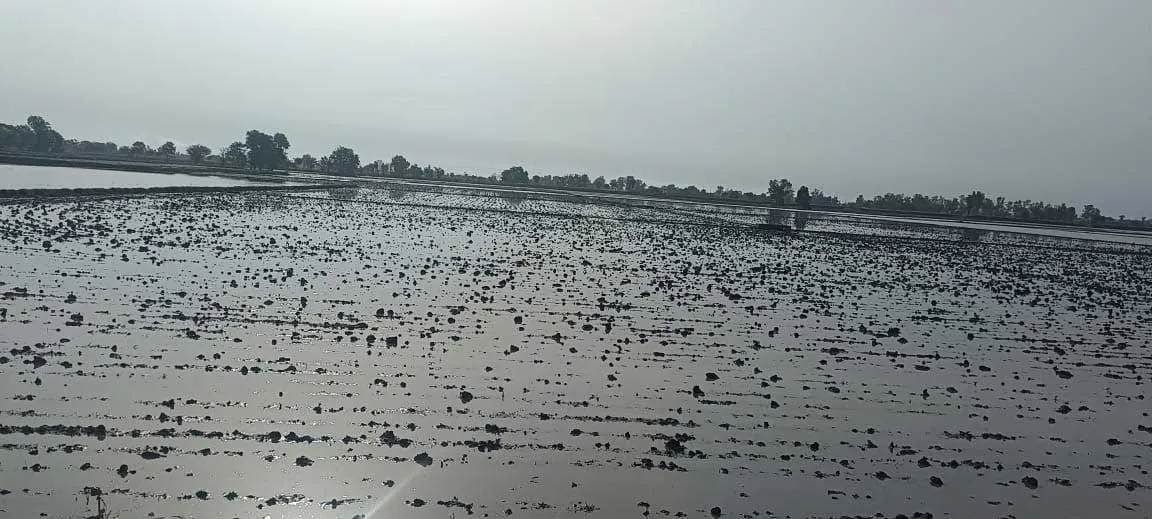 Whether Punjab