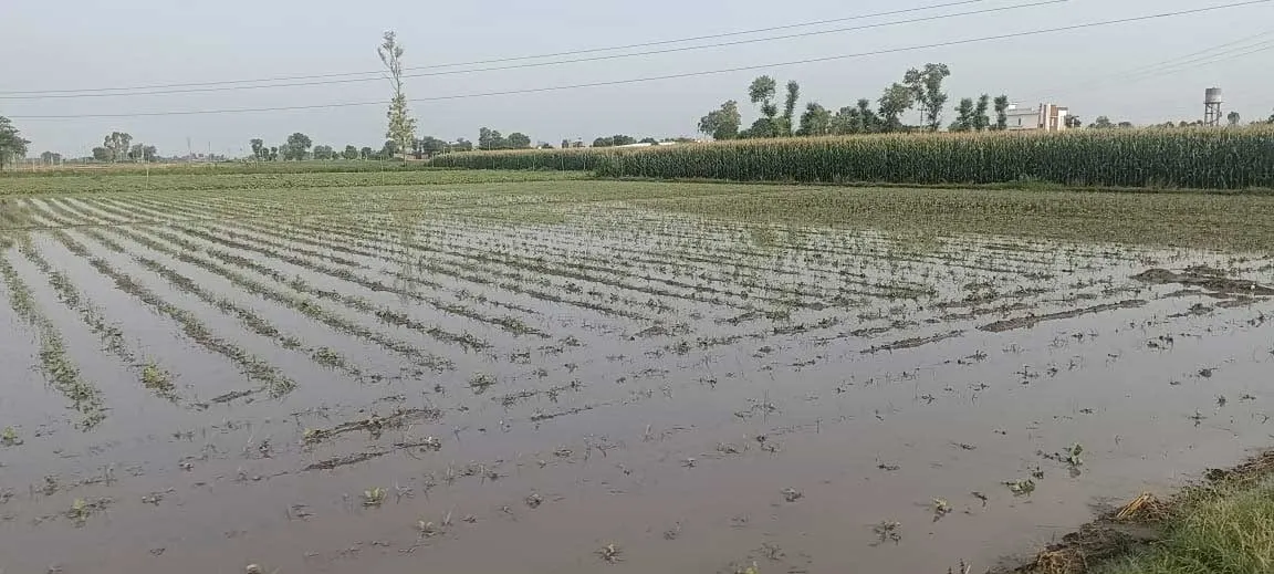 Whether Punjab