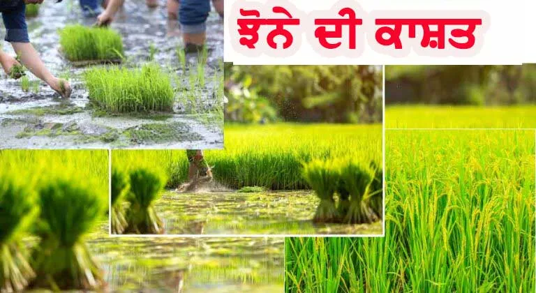 Paddy Farming : ਕਿਵੇਂ ਕਰੀਏ ਝੋਨੇ ਦੀ ਕਾਸ਼ਤ ਅਤੇ ਇਹ ਆਮਦਨ ਦਾ ਸਰੋਤ ਕਿਵੇਂ ਬਣ ਸਕਦਾ ਹੈ, ਪੂਰੀ ਜਾਣਕਾਰੀ