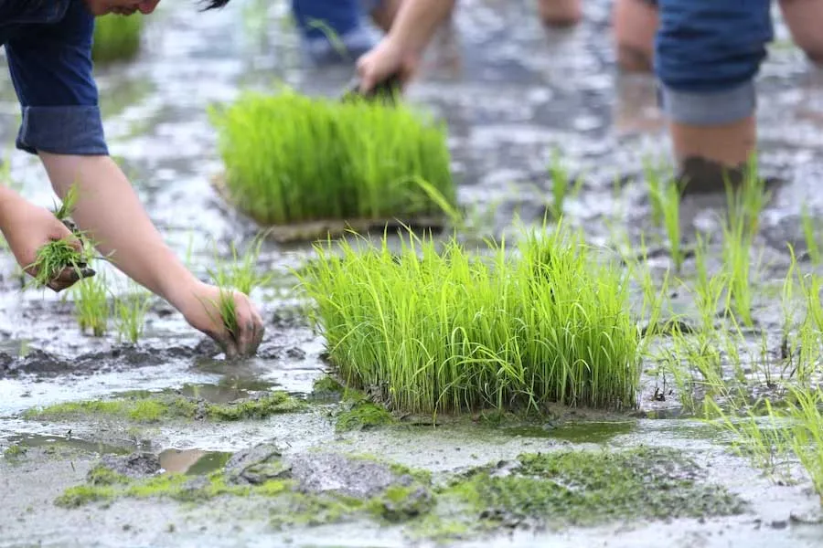 Paddy Farming