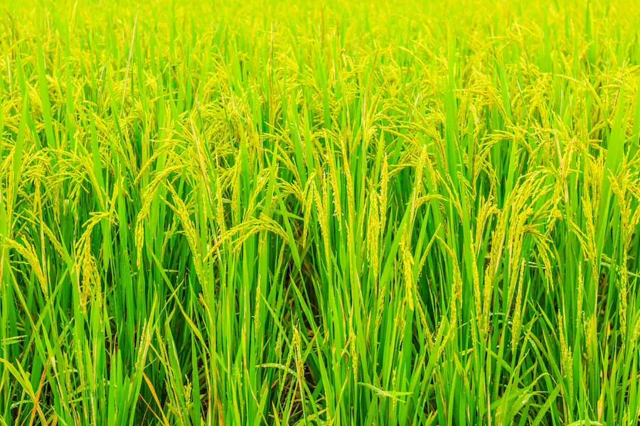 Agriculture