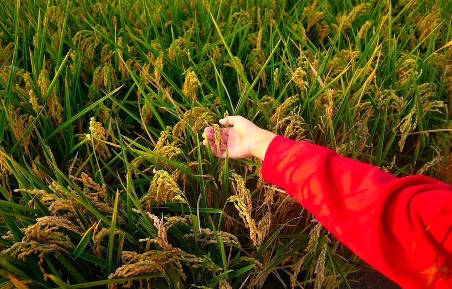 Paddy Farming