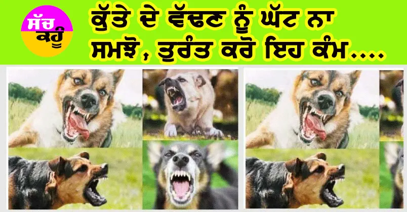 Dog Bite