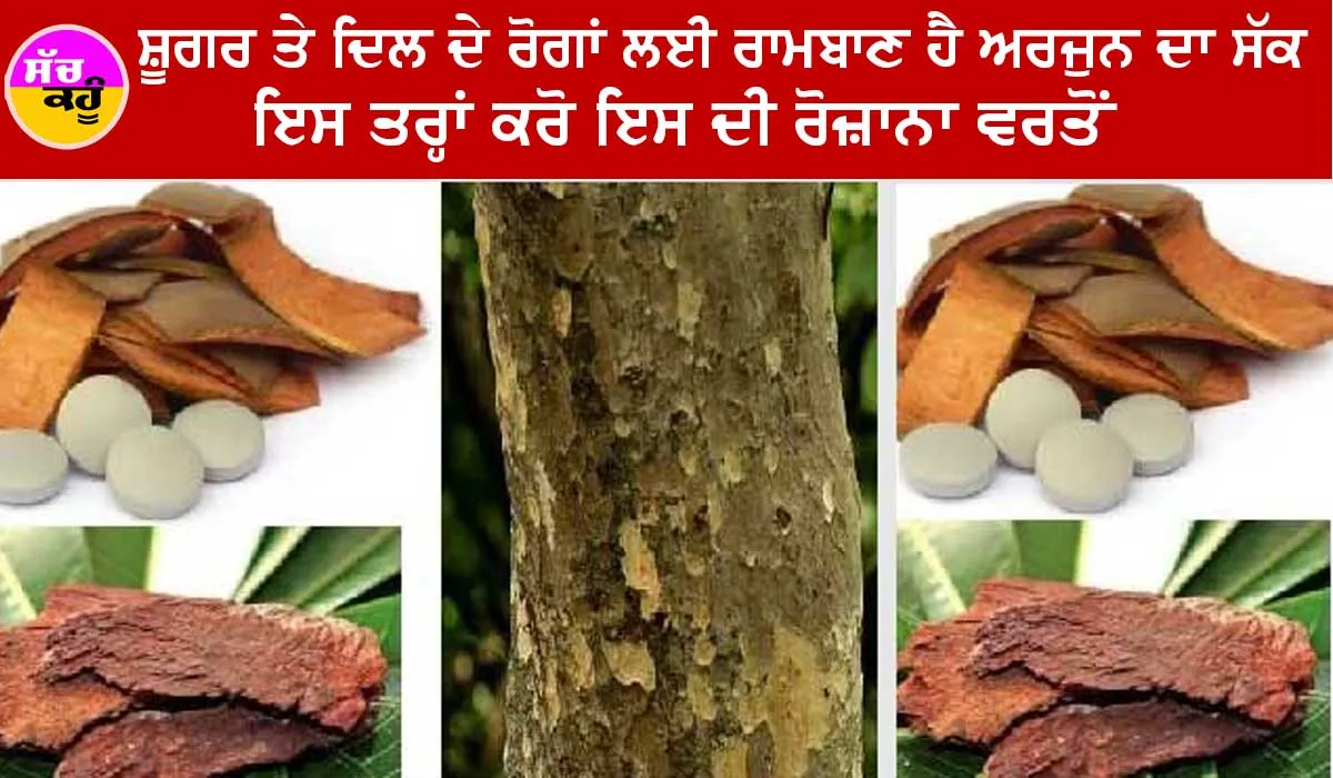 Arjuna Bark Benefits : ਸ਼ੁਗਰ ਅਤੇ ਦਿਲ ਦੇ ਰੋਗਾਂ ਲਈ ਰਾਮਬਾਣ ਹੈ ਅਰਜੁਨ ਦਾ ਸੱਕ, ਇਸ ਤਰ੍ਹਾਂ ਕਰੋ ਇਸ ਦੀ ਰੋਜ਼ਾਨਾ ਵਰਤੋਂ