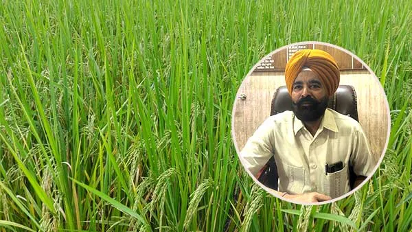 ਕਿਸਾਨ ਚਿੰਤਾ ਨਾ ਕਰਨ, ਮੀਂਹ ਝੋਨੇ ਦੀ ਫ਼ਸਲ ਲਈ ਰਹੇਗਾ ਲਾਹੇਵੰਦ