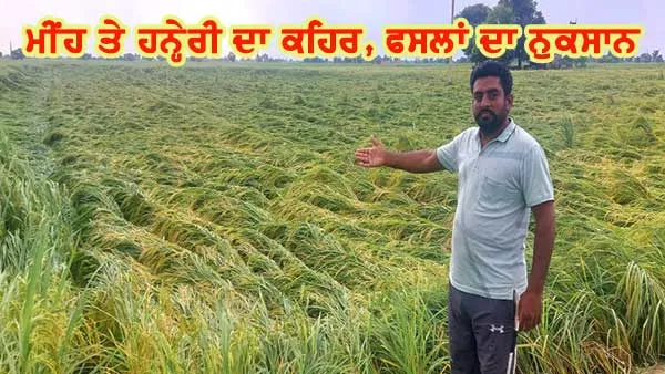 ਤੇਜ਼ ਹਨ੍ਹੇਰੀ ਤੇ ਮੀਂਹ ਨਾਲ ਪੱਕੀ ਝੋਨੇ ਦੀ ਫ਼ਸਲ ਨੁਕਸਾਨੀ