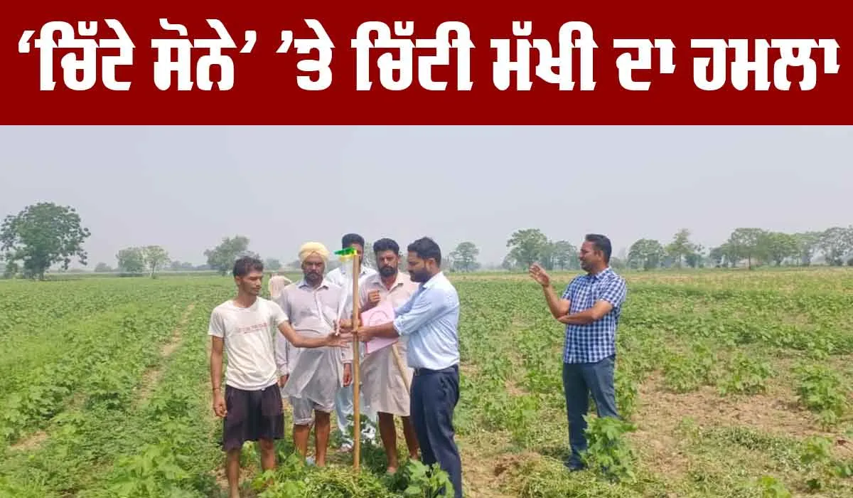 ‘ਚਿੱਟੇ ਸੋਨੇ’ ’ਤੇ ਚਿੱਟੀ ਮੱਖੀ ਦਾ ਹਮਲਾ