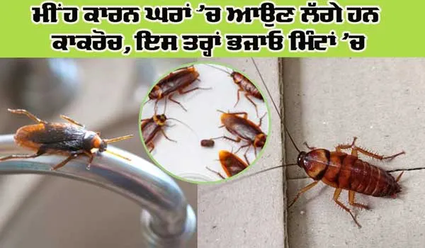 ਮੀਂਹ ਕਾਰਨ ਘਰ ’ਚ ਆਉਣ ਲੱਗੇ ਹਨ ਕਾਕਰੋਚ, ਇਸ ਤਰ੍ਹਾਂ ਘਰਾਂ ’ਚੋਂ ਭਜਾਓ ਕਾਕਰੋਚਾਂ ਨੂੰ