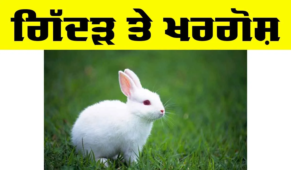 Rabbit : ਗਿੱਦੜ ਤੇ ਖਰਗੋਸ਼ (ਬਾਲ ਕਹਾਣੀ)