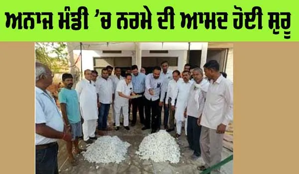 Cotton Price: ਅਨਾਜ ਮੰਡੀ ’ਚ ਨਰਮੇ ਦੀ ਆਮਦ ਹੋਈ ਸੁਰੂ