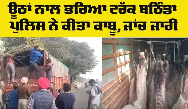 Bathinda News: ਰਾਜਸਥਾਨ ਤੋਂ ਬਿਹਾਰ ਜਾ ਰਹੇ ਊਠਾਂ ਦੇ ਭਰੇ ਟਰੱਕ ਨੂੰ ਬਠਿੰਡਾ ਪੁਲਿਸ ਨੇ ਕੀਤਾ ਕਾਬੂ