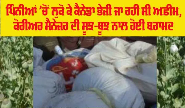 Canada Opium News: ਪਿੰਨੀਆਂ ’ਚੋਂ ਲੁਕੋ ਕੇ ਕੈਨੇਡਾ ਭੇਜੀ ਜਾ ਰਹੀ ਸੀ ਅਫ਼ੀਮ, ਕੋਰੀਅਰ ਮੈਨੇਜਰ ਦੀ ਸੂਝ-ਬੂਝ ਨਾਲ ਹੋਈ ਬਰਾਮਦ