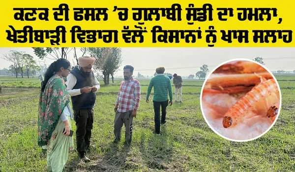 Pink Bollworm Attack: ਕਣਕ ਦੀ ਫਸਲ ’ਚ ਗੁਲਾਬੀ ਸੁੰਡੀ ਦਾ ਹਮਲੇ, ਖੇਤੀਬਾੜੀ ਵਿਭਾਗ ਵੱਲੋਂ ਕਿਸਾਨਾਂ ਨੇ ਦਿੱਤੀ ਇਹ ਸਲਾਹ