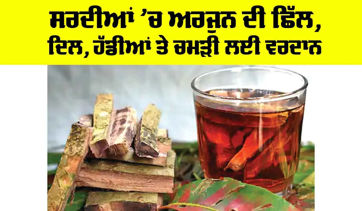 Arjuna Bark Benefits: ਸਰਦੀਆਂ ’ਚ ਅਰਜੁਨ ਦੀ ਛਿੱਲ, ਦਿਲ, ਹੱਡੀਆਂ ਤੇ ਚਮੜੀ ਲਈ ਵਰਦਾਨ