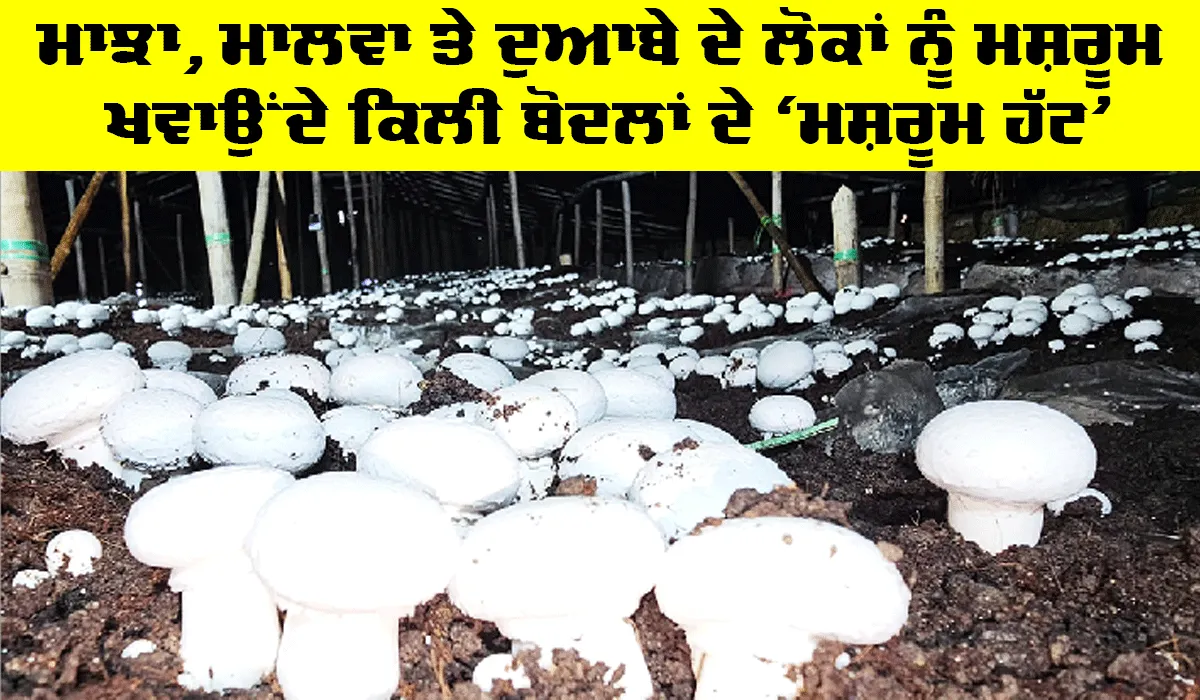 Ferozepur News: ਤਿੰਨ ਭਰਾਵਾਂ ਦੀ ਮਿਹਨਤ ਲਿਆਈ ਰੰਗ, ਮਾਝੇ, ਮਾਲਵੇ ਤੇ ਦੁਆਬੇ ਦੇ ਲੋਕਾਂ ਨੂੰ ਖੁਆਏ ਮਸ਼ਰੂਮ, ਹੋਈ ਬੱਲੇ! ਬੱਲੇ!