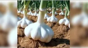 Benefits Of Garlic