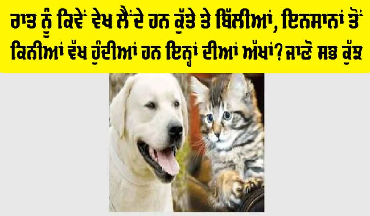 Dog And Cat Clearly See At Night: ਬਿੱਲੀਆਂ ਤੇ ਕੁੱਤਿਆਂ ਦੀਆਂ ਅੱਖਾਂ ਦੀਆਂ ਹੈਰਾਨੀਜਨਕ ਵਿਸ਼ੇਸ਼ਤਾਵਾਂ ਤੇ ਉਨ੍ਹਾਂ ਦੀ ਰਾਤ ਨੂੰ ਵੇਖਣ ਨੂੰ ਯੋਗਤਾ