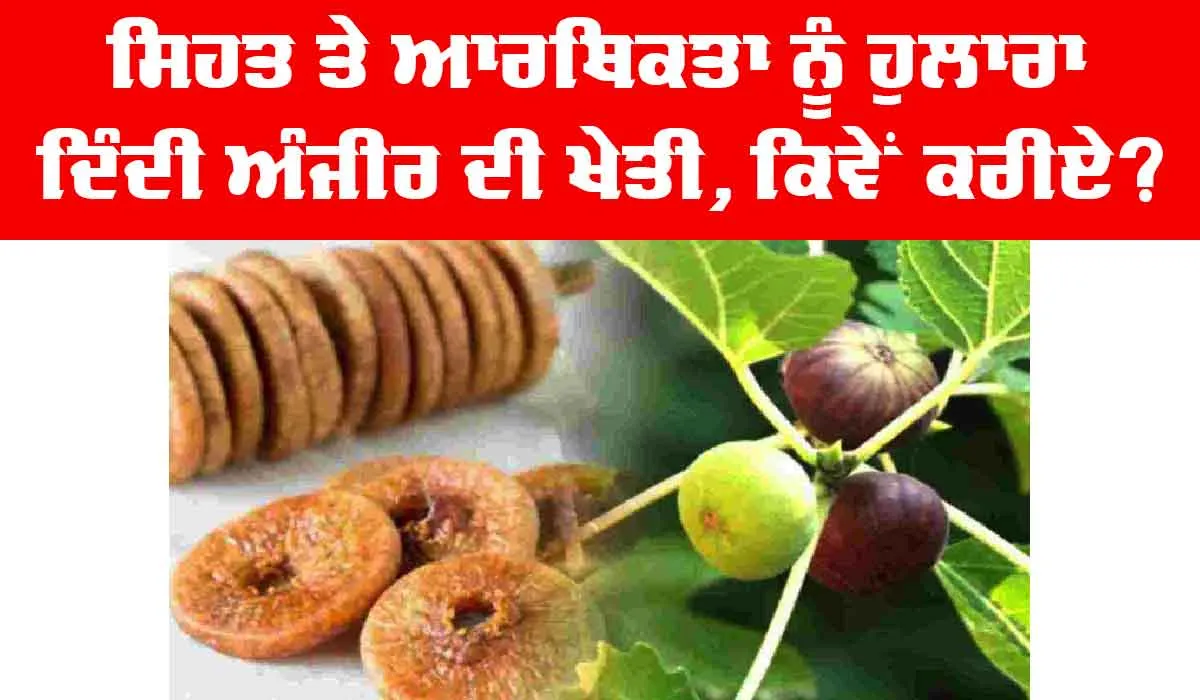 Fig Farming: ਸਿਹਤ ਤੇ ਆਰਥਿਕਤਾ ਨੂੰ ਹੁਲਾਰਾ ਦਿੰਦੀ ਅੰਜੀਰ ਦੀ ਖੇਤੀ : Anjeer Di Kheti