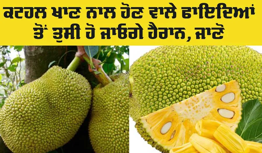 Jackfruit Health Benefits: ਸਿਹਤ ਦੇ ਖਜ਼ਾਨੇ ਤੋਂ ਘੱਟ ਨਹੀਂ ਕਟਹਲ ਹੈ, ਜਾਣੋ ਕਿਉਂ ਕਿਹਾ ਜਾਂਦਾ ਹੈ ਇਸਨੂੰ ਕੁਦਰਤੀ ਸੁਪਰਫੂਡ 