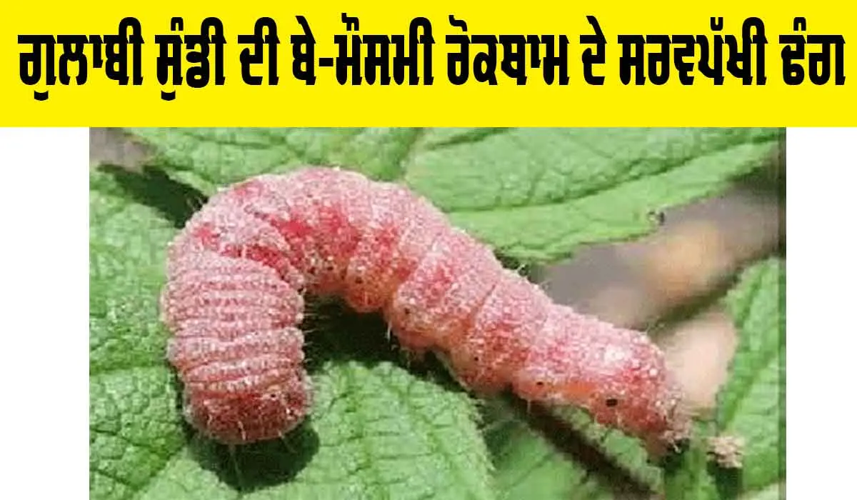 Kisan News: ਗੁਲਾਬੀ ਸੁੰਡੀ ਦੀ ਬੇ-ਮੌਸਮੀ ਰੋਕਥਾਮ ਦੇ ਸਰਵਪੱਖੀ ਢੰਗ