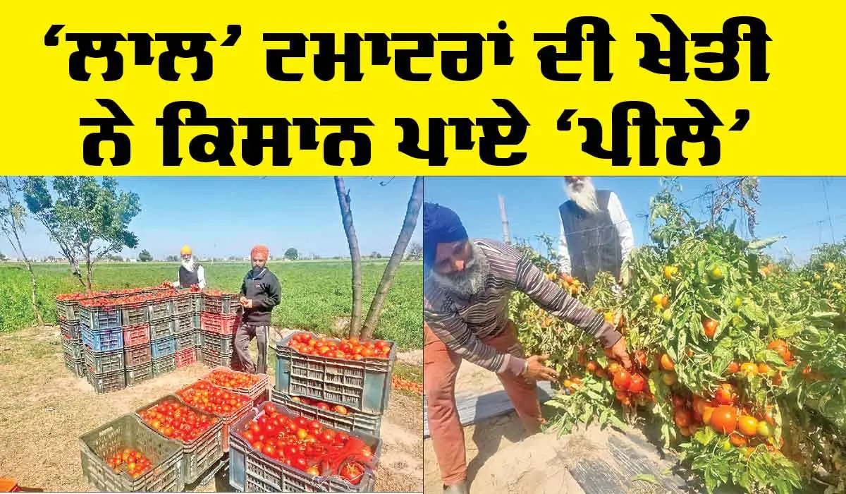 Punjab Farmers News: ‘ਲਾਲ’ ਟਮਾਟਰਾਂ ਦੀ ਖੇਤੀ ਨੇ ਕਿਸਾਨ ਪਾਏ ‘ਪੀਲੇ’