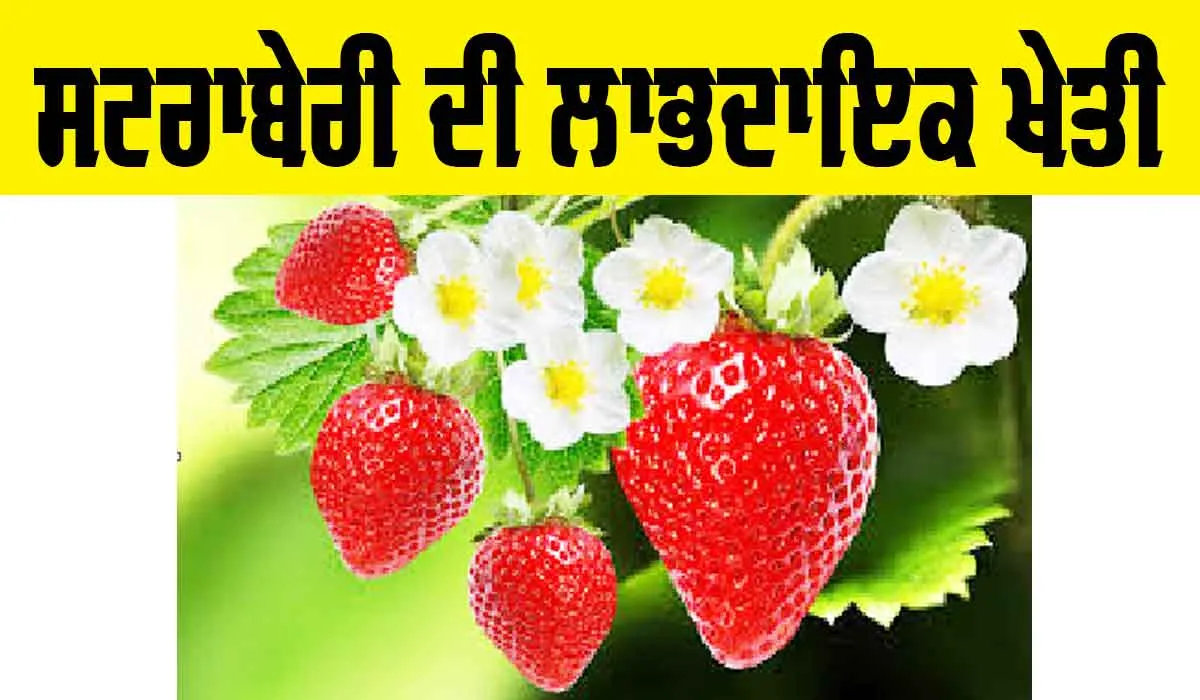 Strawberry Farming: ਸਟਰਾਬੇਰੀ ਦੀ ਲਾਭਦਾਇਕ ਖੇਤੀ