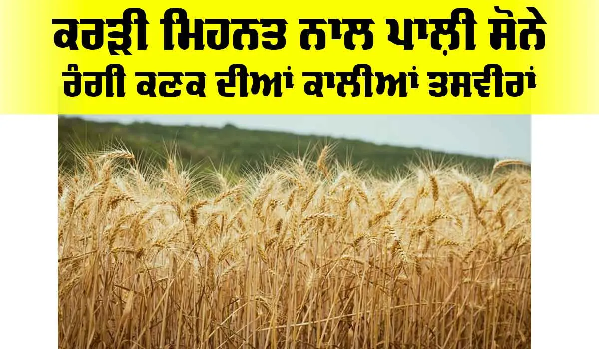 Wheat Fire: ਕਰੜੀ ਮਿਹਨਤ ਨਾਲ ਪਾਲ਼ੀ ਸੋਨੇ ਰੰਗੀ ਕਣਕ ਦੀਆਂ ਕਾਲੀਆਂ ਤਸਵੀਰਾਂ