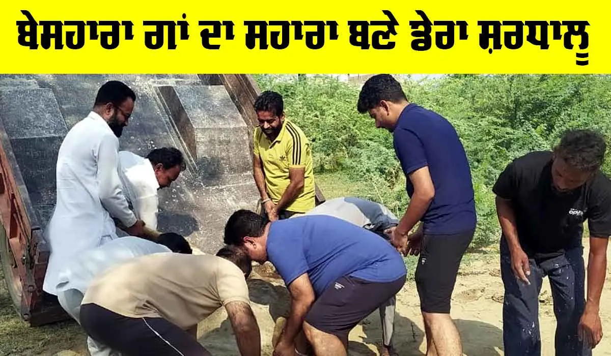 Welfare Work: ਬੇਸਹਾਰਾ ਗਾਂ ਲਈ ਮਸੀਹਾ ਬਣ ਬਹੁੜੇ ਡੇਰਾ ਸ਼ਰਧਾਲੂ