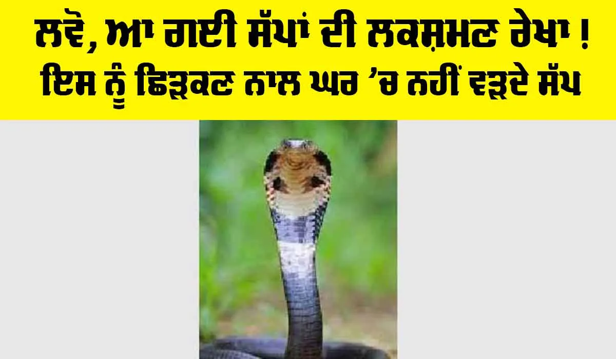 Snake News: ਲਵੋ, ਆ ਗਈ ਸੱਪਾਂ ਦੀ ਲਕਸ਼ਮਣ ਰੇਖਾ! ਇਸ ਨੂੰ ਛਿੜਕਣ ਨਾਲ ਘਰ ’ਚ ਨਹੀਂ ਵੜਦੇ ਸੱਪ