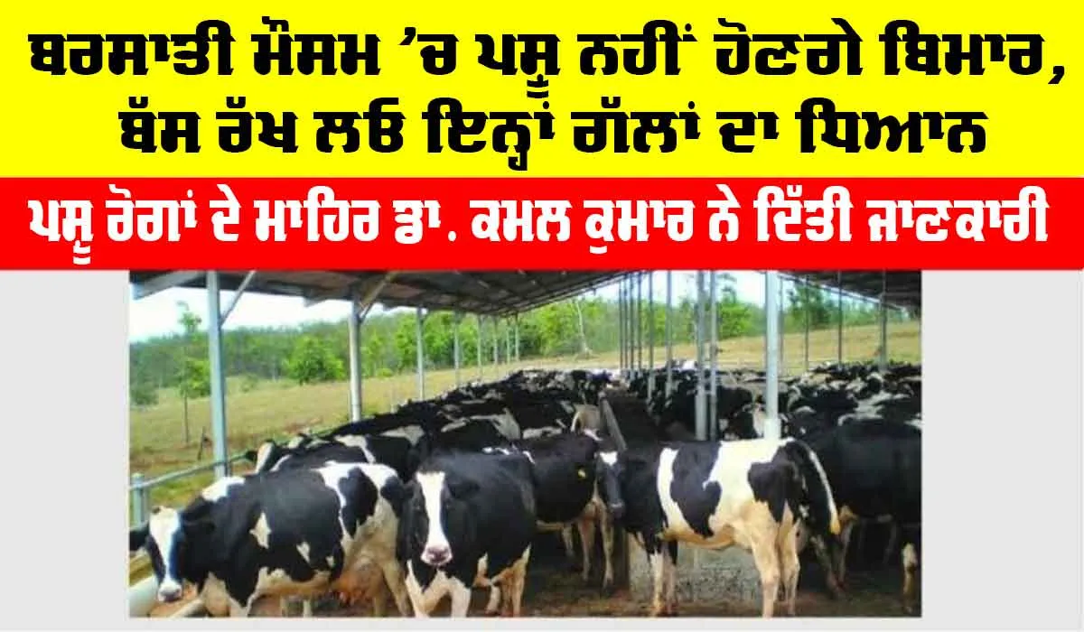 Animal Care: ਬਰਸਾਤੀ ਮੌਸਮ ’ਚ ਪਸ਼ੂ ਨਹੀਂ ਹੋਣਗੇ ਬਿਮਾਰ, ਬੱਸ ਰੱਖ ਲਓ ਇਨ੍ਹਾਂ ਗੱਲਾਂ ਦਾ ਧਿਆਨ