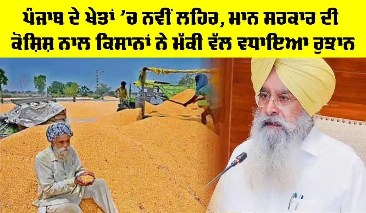 Crops of Punjab: ਪੰਜਾਬ ਦੇ ਖੇਤਾਂ ’ਚ ਨਵੀਂ ਲਹਿਰ, ਮਾਨ ਸਰਕਾਰ ਦੀ ਕੋਸ਼ਿਸ਼ ਨਾਲ ਕਿਸਾਨਾਂ ਨੇ ਮੱਕੀ ਵੱਲ ਵਧਾਇਆ ਰੁਝਾਨ