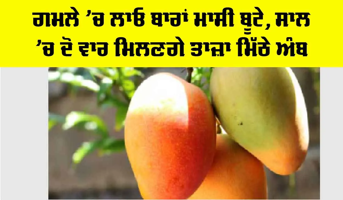 MANGO Plant Care: ਗਮਲੇ ‘ਚ ਲਾਓ ਬਾਰਾਂ ਮਾਸੀ ਬੂਟੇ, ਸਾਲ ’ਚ ਦੋ ਵਾਰ ਮਿਲਣਗੇ ਤਾਜ਼ਾ ਮਿੱਠੇ ਅੰਬ