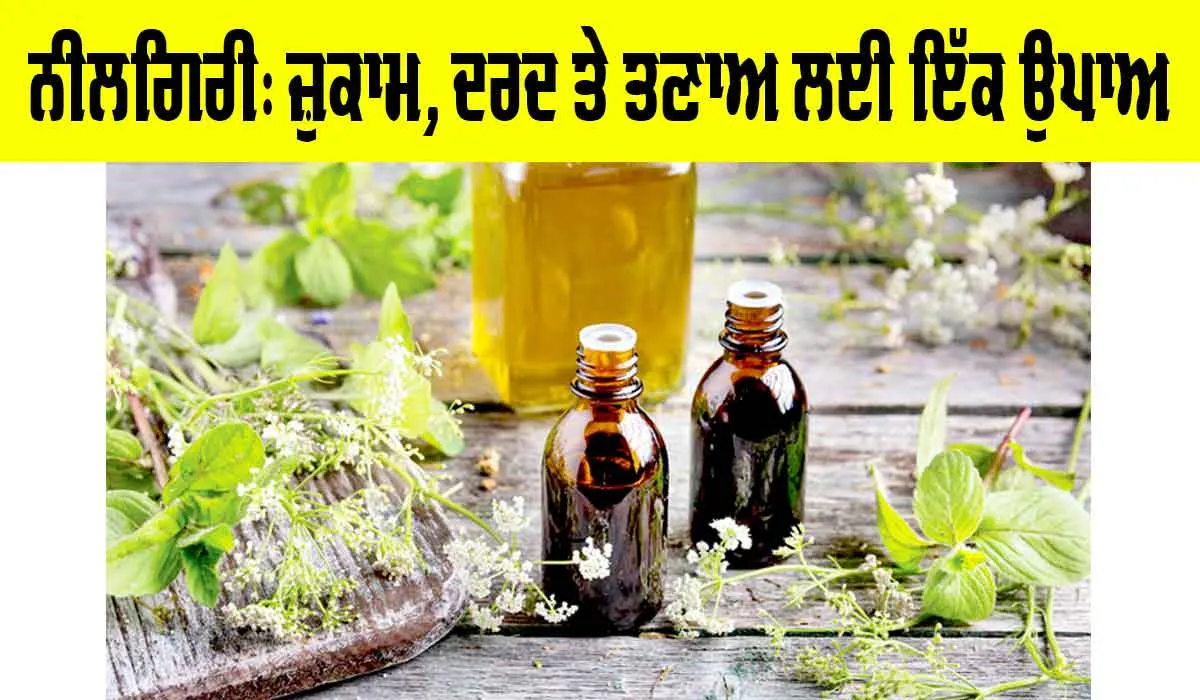 Nilgiri Benefits: ਨੀਲਗਿਰੀ: ਜ਼ੁਕਾਮ, ਦਰਦ ਤੇ ਤਣਾਅ ਲਈ ਇੱਕ ਉਪਾਅ