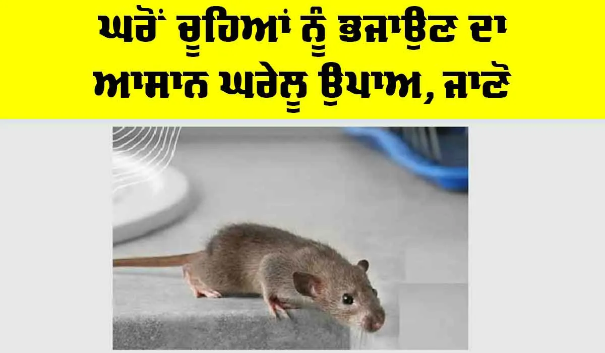 Home Remedy: ਘਰੋਂ ਚੂਹਿਆਂ ਨੂੰ ਭਜਾਉਣ ਦਾ ਆਸਾਨ ਘਰੇਲੂ ਉਪਾਅ, ਜਾਣੋ