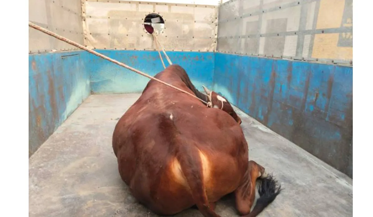 Stray Bull Attack: ਸਾਨ੍ਹ ਦੇ ਹਮਲਿਆਂ ਨਾਲ ਦਹਿਸ਼ਤ ‘ਚ ਰਹਿੰਦੇ ਲੋਕਾਂ ਨੂੰ ਮਿਲੀ ਰਾਹਤ, ਪੰਚਾਇਤ ਦਾ ਕੀਤਾ ਧੰਨਵਾਦ