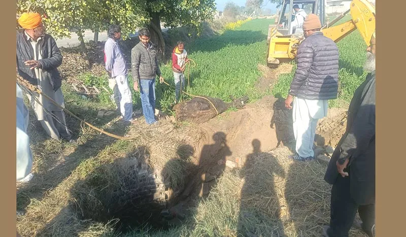 ​​Animal Welfare Punjab: ਡੇਰਾ ਸ਼ਰਧਾਲੂਆਂ ਨੇ ਖੂਹ ’ਚ ਡਿੱਗਿਆਂ ਗਾਵਾਂ ਨੂੰ ਸੁਰੱਖਿਅਤ ਬਾਹਰ ਕੱਢਿਆ