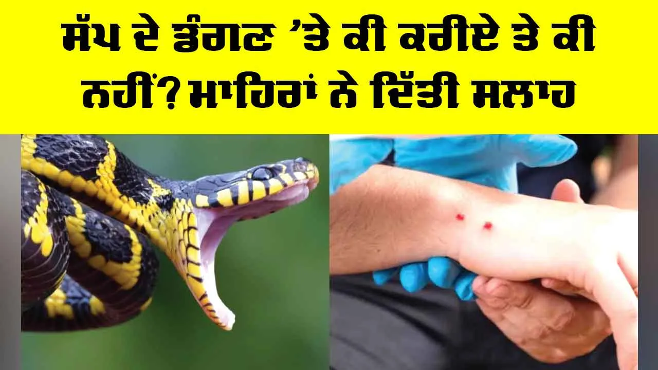 Snake Bite Treatment: ਸੱਪ ਦੇ ਡੰਗਣ ’ਤੇ ਕੀ ਕਰੀਏ ਤੇ ਕੀ ਨਹੀਂ? ਮਾਹਿਰਾਂ ਨੇ ਦਿੱਤੀ ਸਲਾਹ