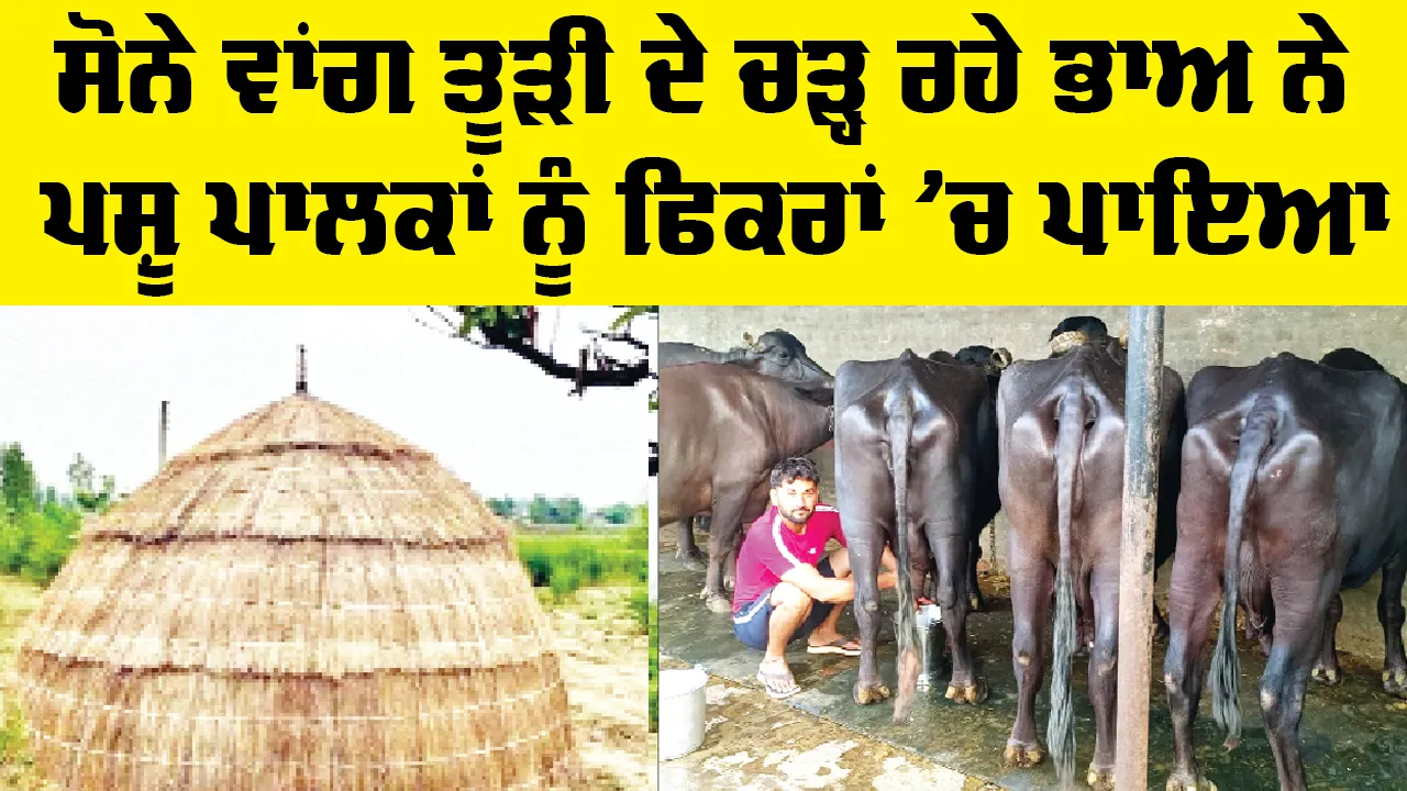 Dairy Farming Project: ਸੋਨੇ ਵਾਂਗ ਤੂੜੀ ਦੇ ਚੜ੍ਹ ਰਹੇ ਭਾਅ ਨੇ ਪਸ਼ੂ ਪਾਲਕਾਂ ਨੂੰ ਫਿਕਰਾਂ ’ਚ ਪਾਇਆ