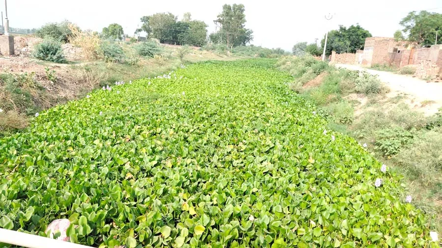 Sem Nullah Faridkot: ਮੌਨਸੂਨ ਤੋਂ ਪਹਿਲਾਂ ਫਰੀਦਕੋਟ ਜ਼ਿਲ੍ਹੇ ਦੇ ਸੇਮ ਨਾਲਿਆਂ ਦੀ ਸਫ਼ਾਈ ਨਾ ਹੋਣ ਕਾਰਨ ਕਿਸਾਨ ਚਿੰਤਤ