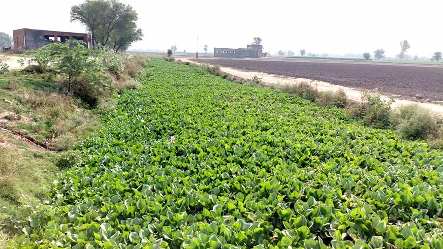 Sem-Nullah-Faridkot